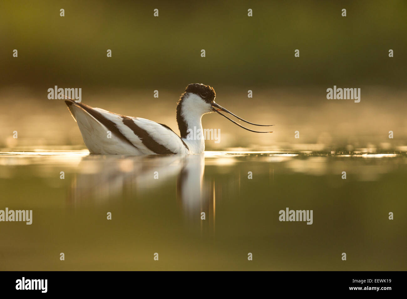 Callling Pied Avocetta Recurvirostra avosetta nuoto nella piscina poco profonda, Lago Csaj, Pusztaszer, Ungheria, luglio 2013. Foto Stock