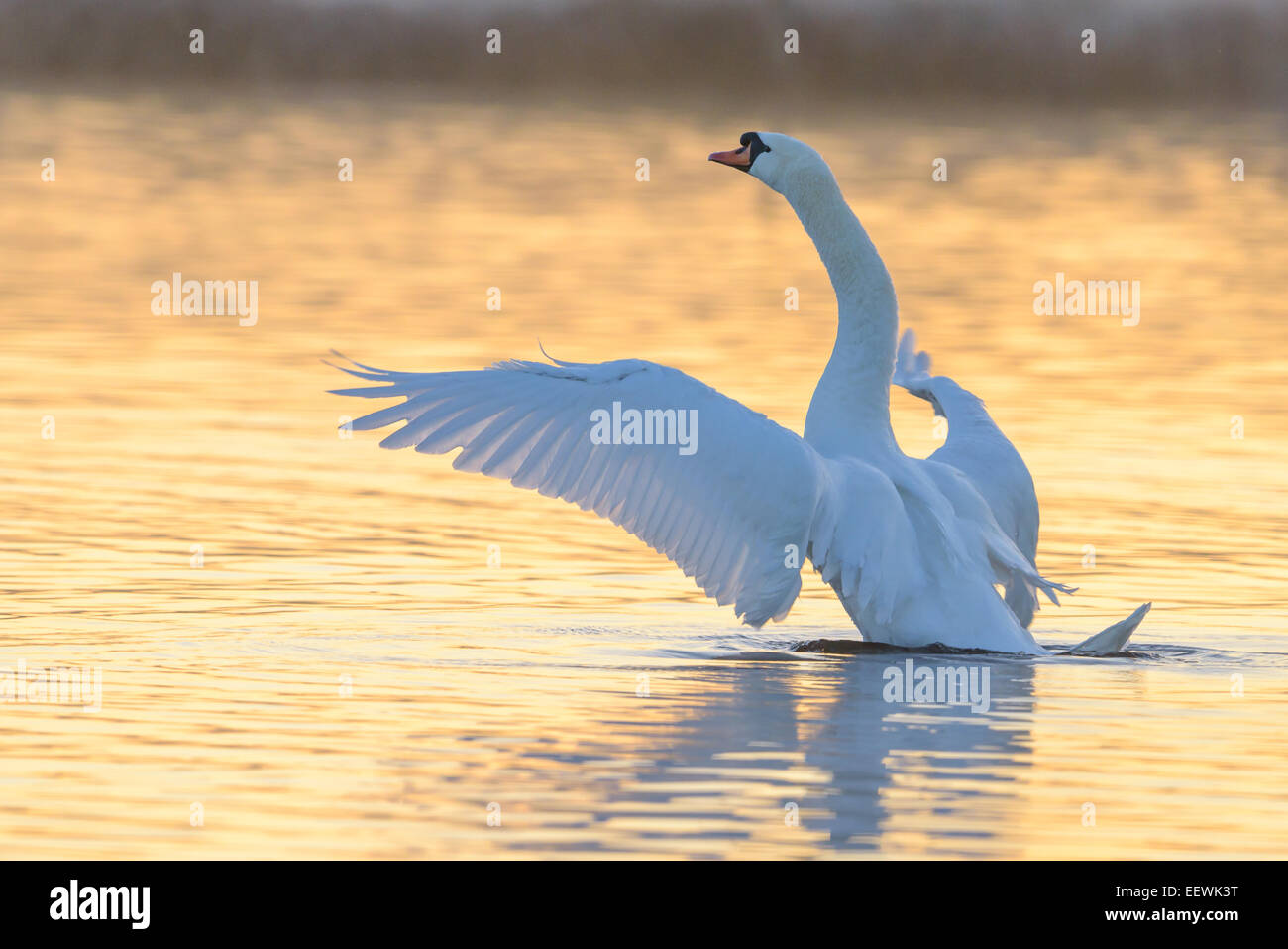 Swan nella luce del mattino Foto Stock