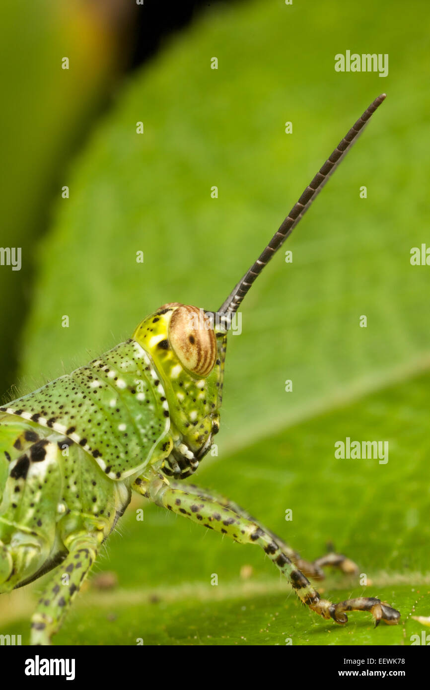 Faccia di un marcato luminosamente Acrididae grasshopper. Foto Stock