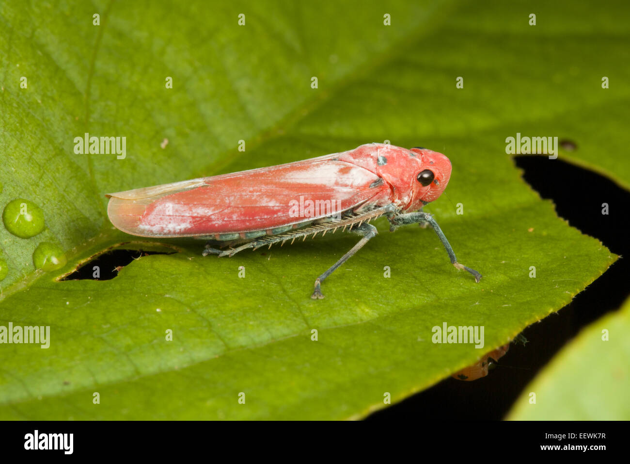Bothrogonia è un genere di leafhopper con un gran numero di specie distribuite in tutto il vecchio mondo. Foto Stock
