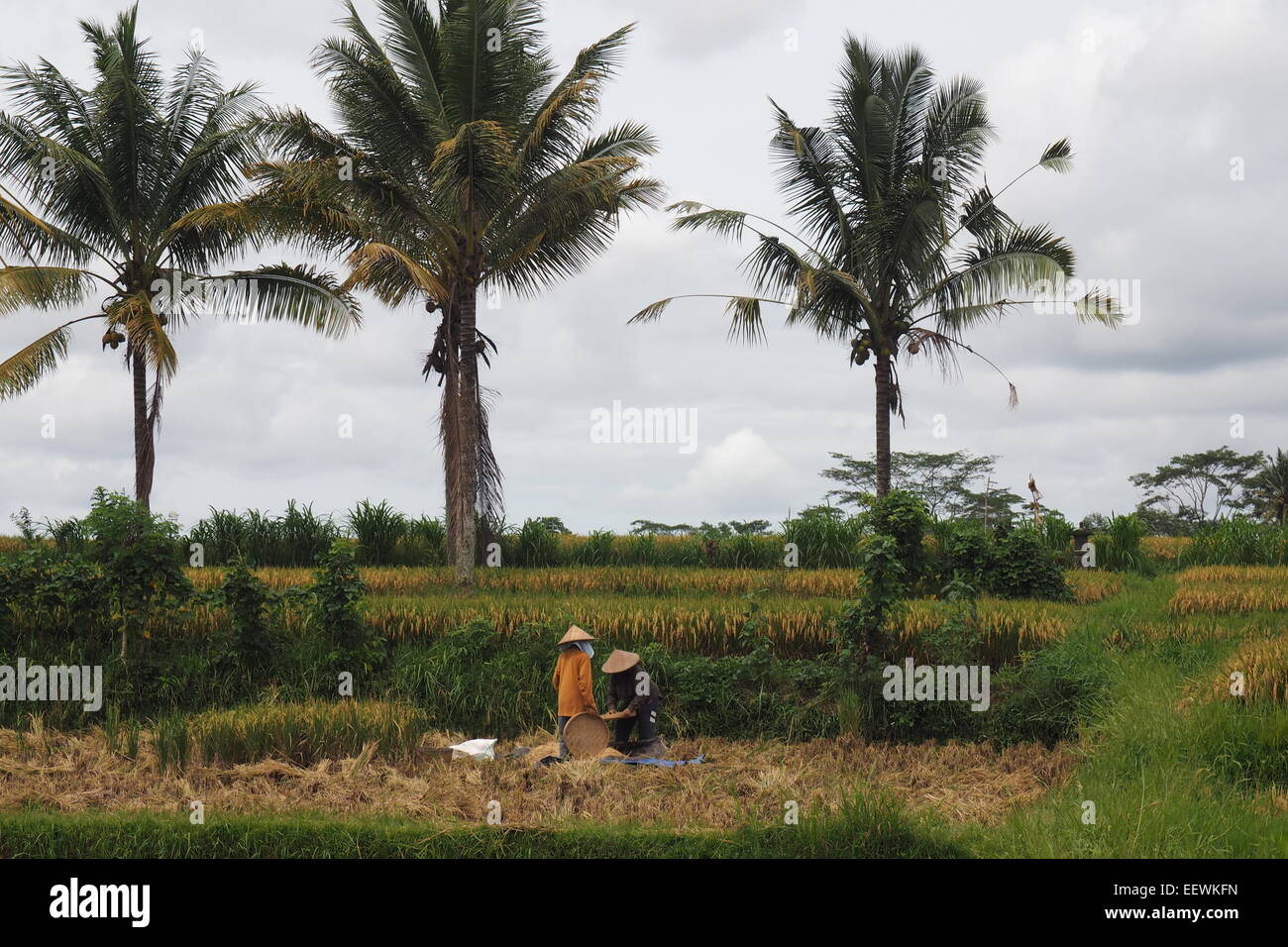 Gli agricoltori Balinese la mietitura del riso in Ubud, Bali. Foto Stock
