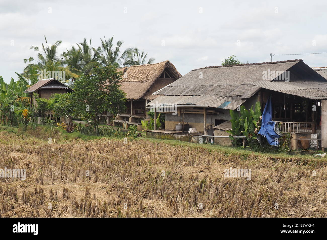 Riso raccolto campo e fabbricati agricoli in Ubud, Bali. Foto Stock