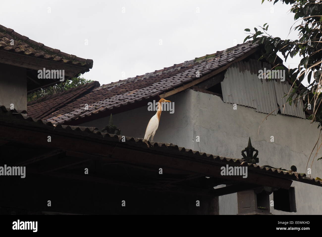 Airone bianco di Petulu arroccato su una veranda, Ubud, Bali. Foto Stock