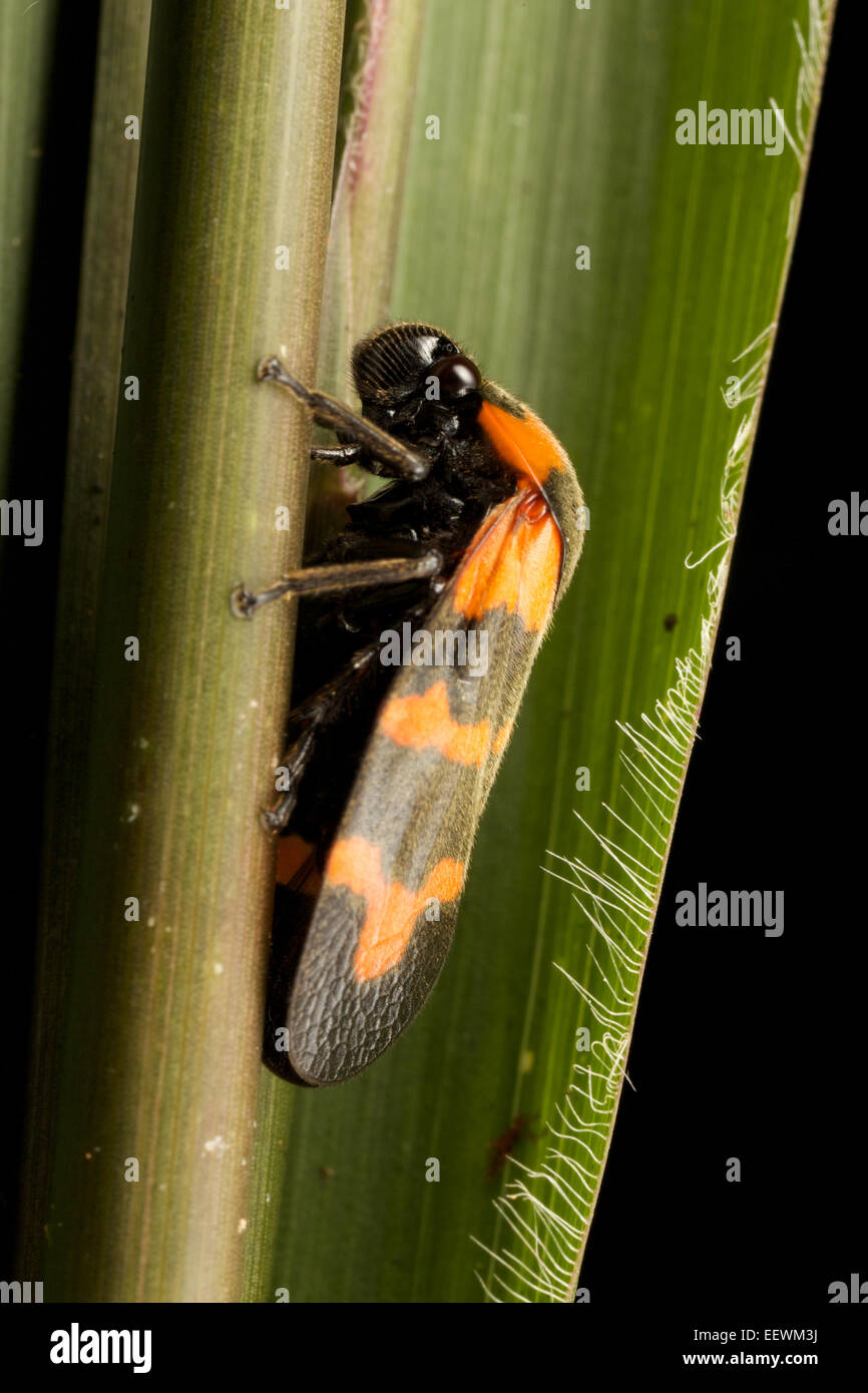 Cercopidae sono la più grande famiglia di Cercopoidea, un xilema-alimentazione gruppo di insetto, comunemente chiamato froghoppers Foto Stock