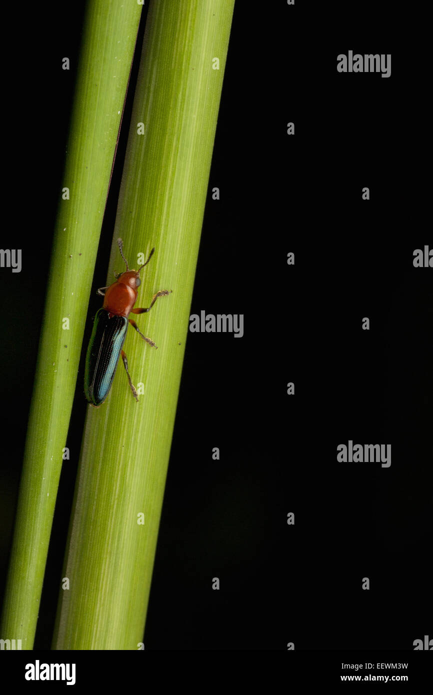 Fare clic su beetle, Elateridae. Insetti nella famiglia Elateridae sono comunemente chiamati fare clic su coleotteri. Foto Stock