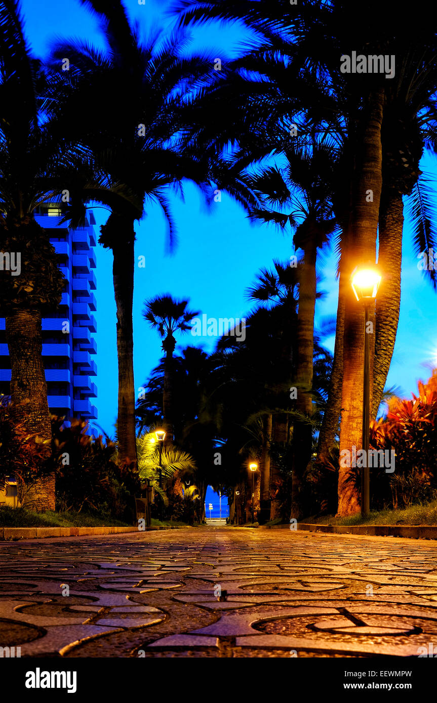 Paseo de las Palmeras, Puerto de la Cruz, Tenerife, Isole Canarie, Spagna Foto Stock