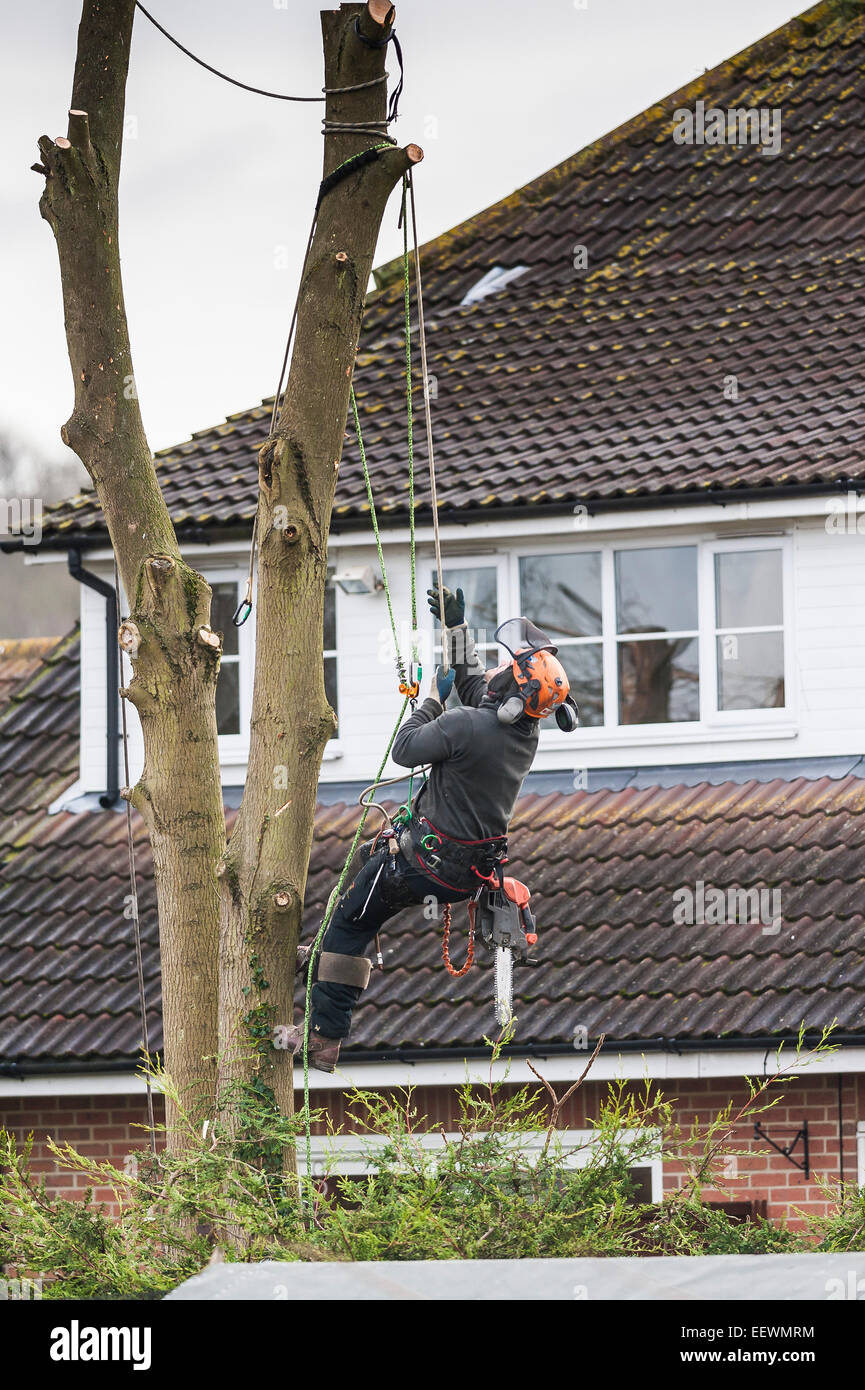 Un albero chirurgo arboriculturist taglio basso albero nel giardino di un lavoratore esperto Chainsaw arrampicata Foto Stock