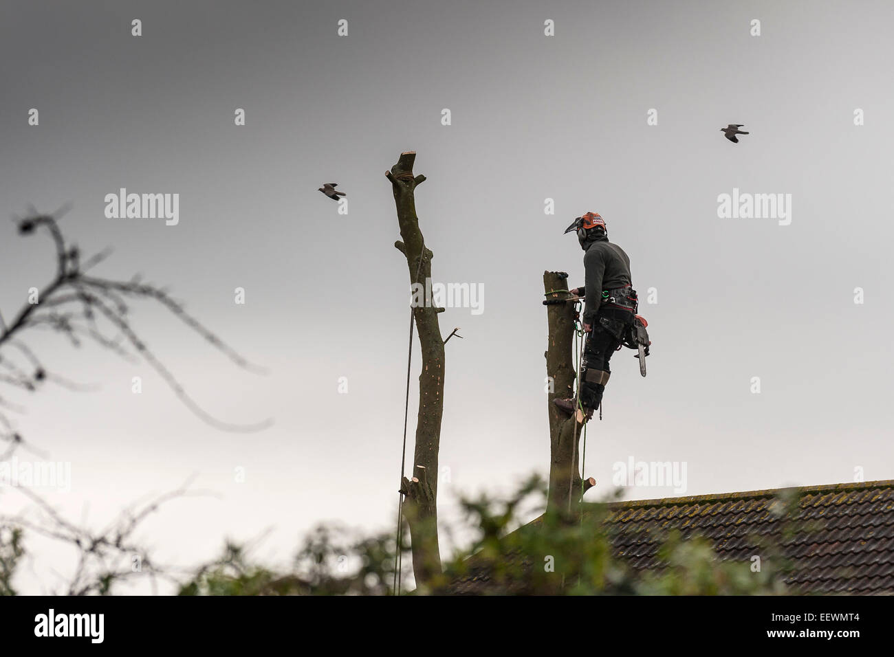 Gli uccelli volare oltre un albero chirurgo come egli si prepara ad abbattere un albero nel giardino di casa. Foto Stock