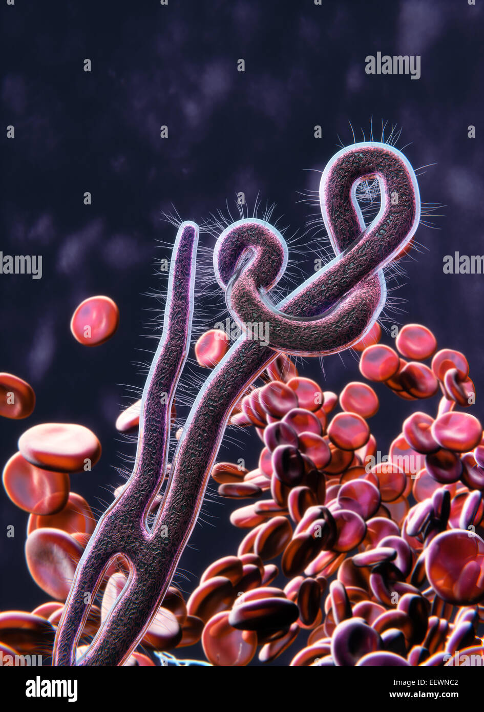 Virus Ebola closeup Foto Stock