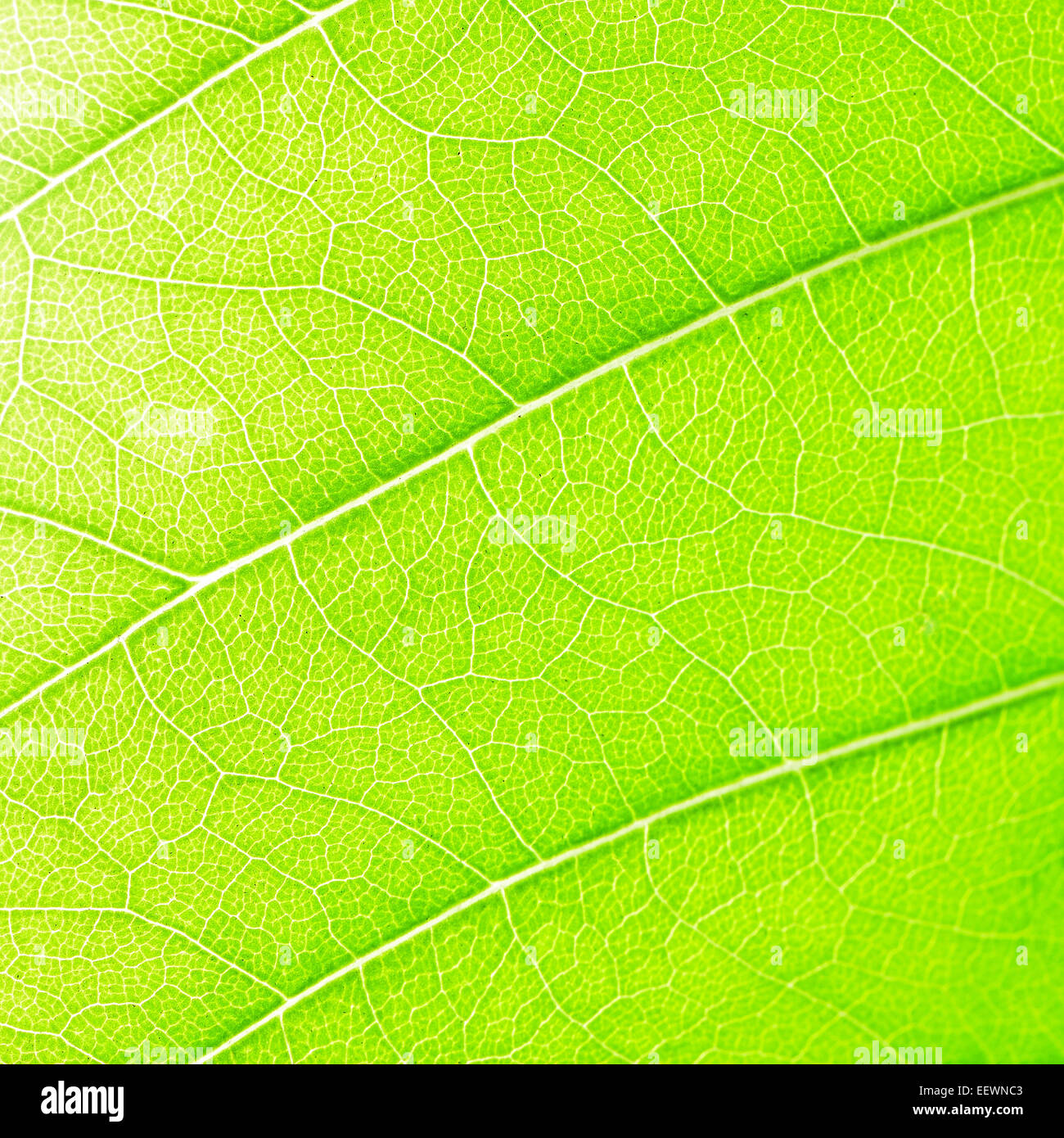 Foglia verde abstract texture di sfondo Foto Stock
