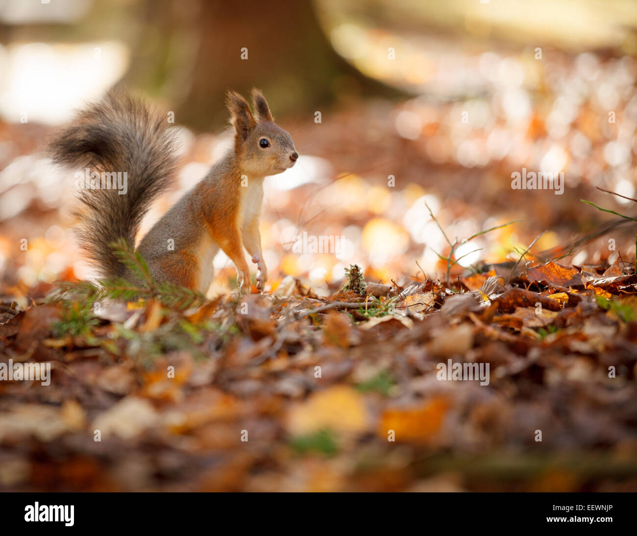 Lo scoiattolo in piedi sul suolo Foto Stock