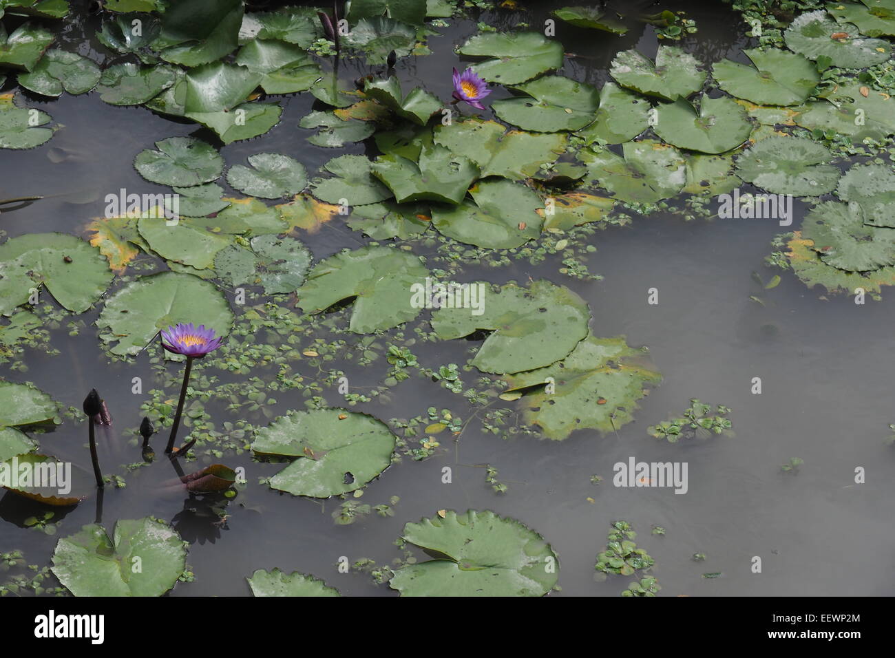 Fioritura viola lotus in un stagno. Foto Stock