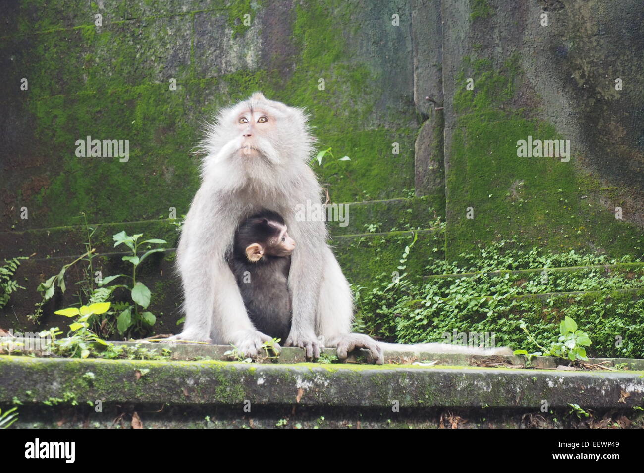 Lunga coda Macaque con il suo bambino nella Sacra Foresta delle Scimmie di Padangtegal mangiare cibo umano sfridi, Ubud, Bali. Foto Stock