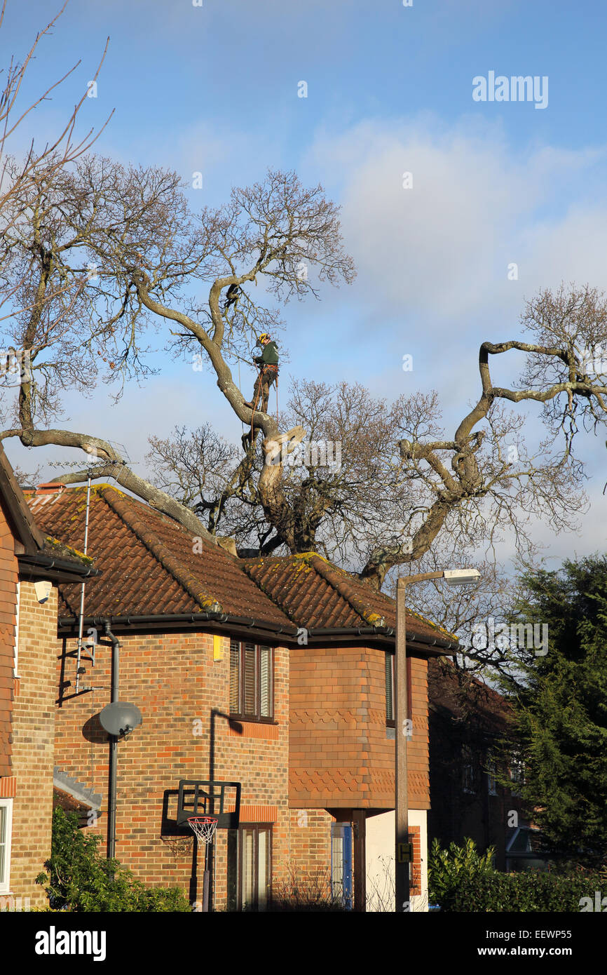 Tree chirurgo abbattimento di alberi in una zona residenziale di Burgess Hill west sussex england Foto Stock