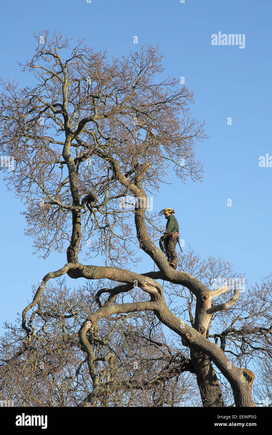 Tree chirurgo abbattimento di alberi in una zona residenziale di Burgess Hill west sussex Foto Stock