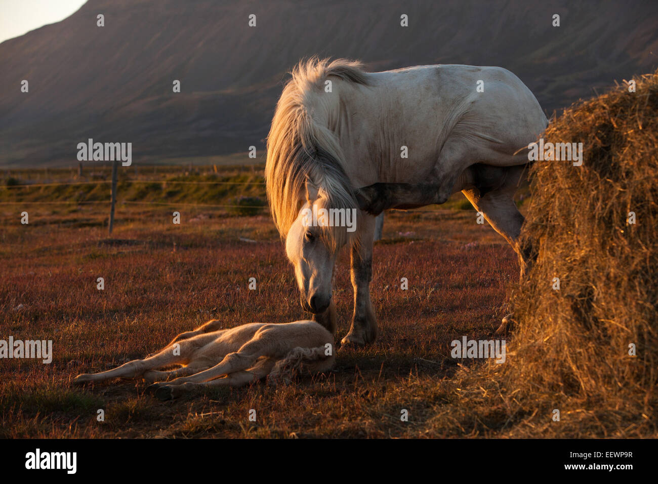 Mare di graffiare e puledro sdraiato, al tramonto vicino Hofsós, Skagafjörður, Islanda. Foto Stock