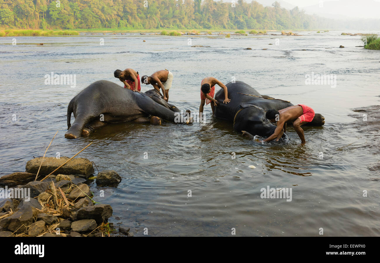 Formatori bagnarsi i giovani elefanti all'alba nel fiume del Periyar, un fiume importante in Kerala, Foto Stock