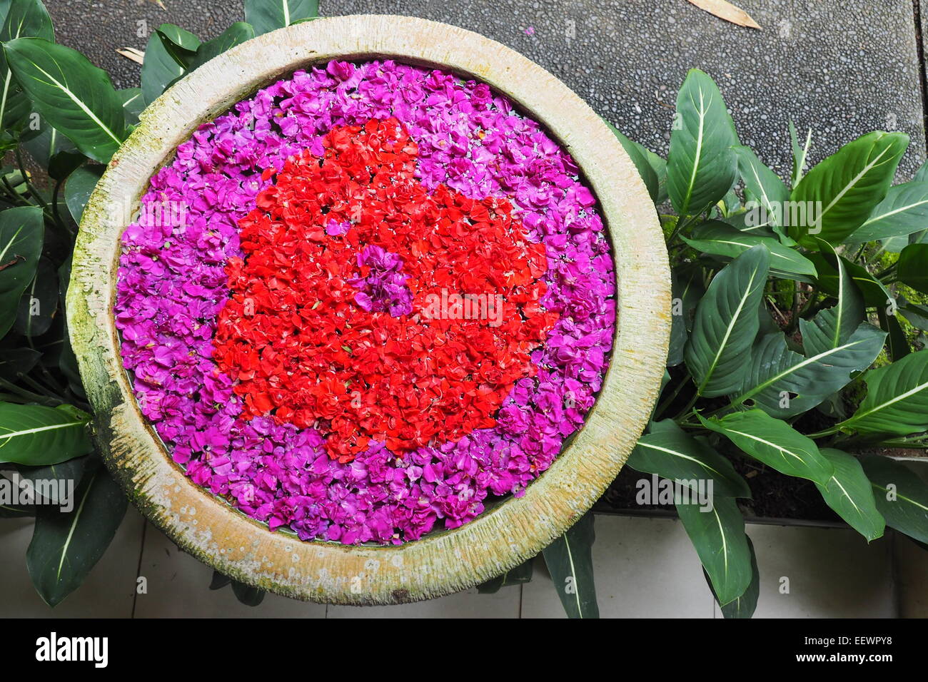 Rosso e petali di rosa galleggianti in un urna d'acqua. Foto Stock
