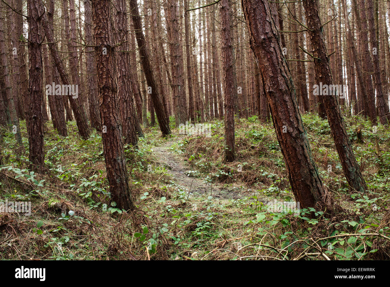 Un percorso che passa attraverso una foresta di pini nella piantagione Burnopfield, nella contea di Durham. Foto Stock