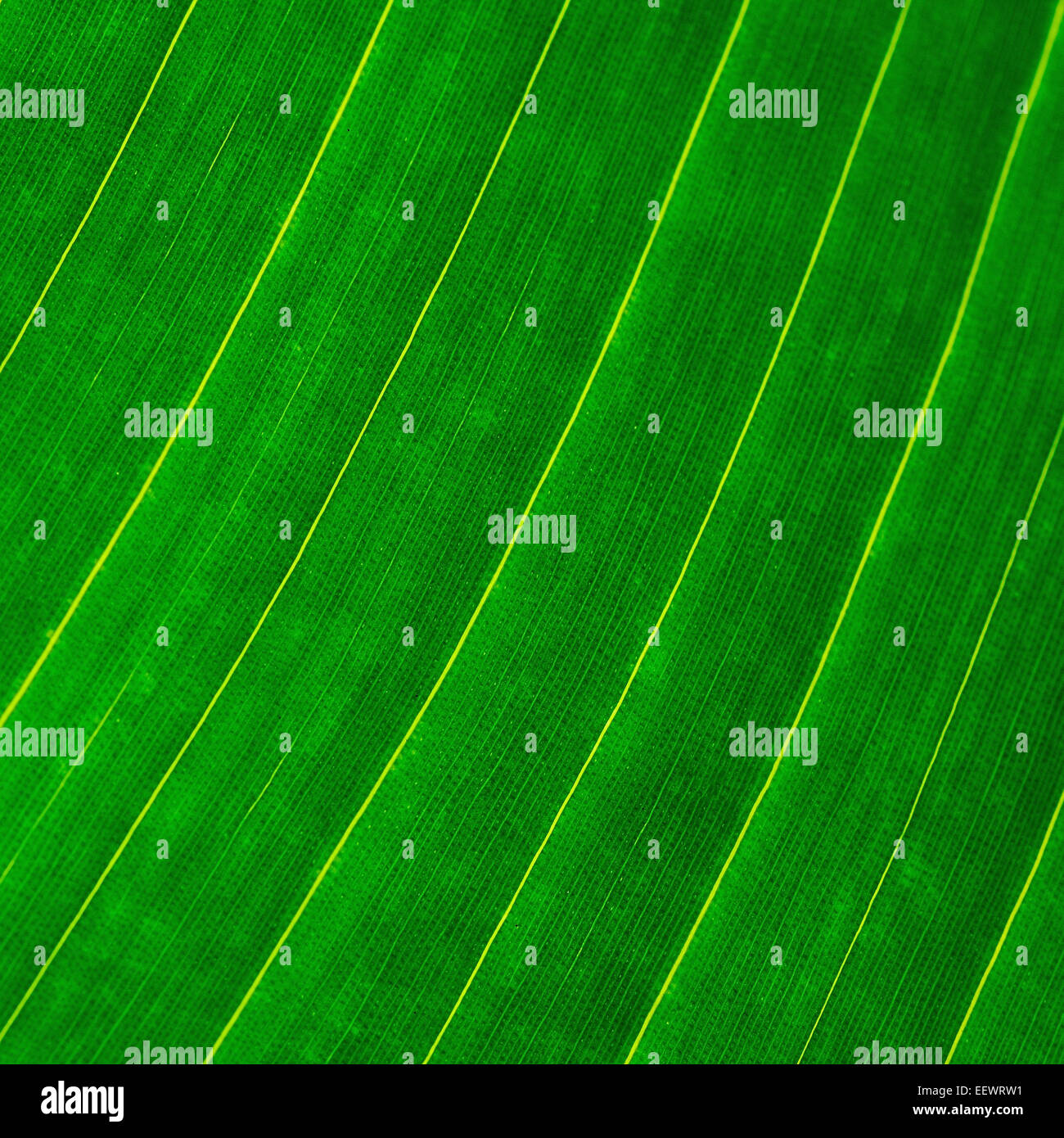 Foglia verde abstract texture di sfondo Foto Stock