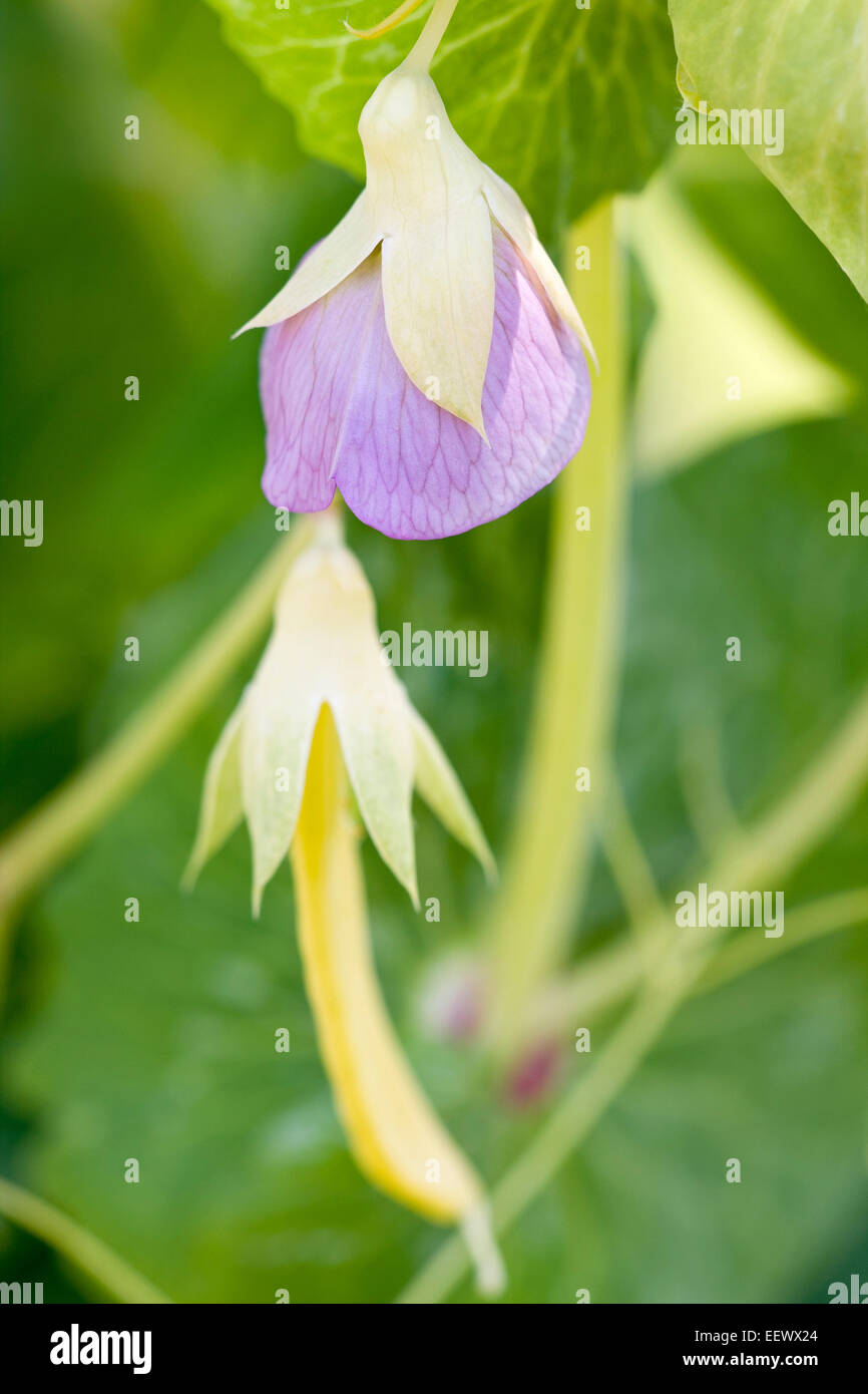 Il segnale di PEA Fiore e Pod - Pisum sativum " Golden dolce' taccole Foto Stock