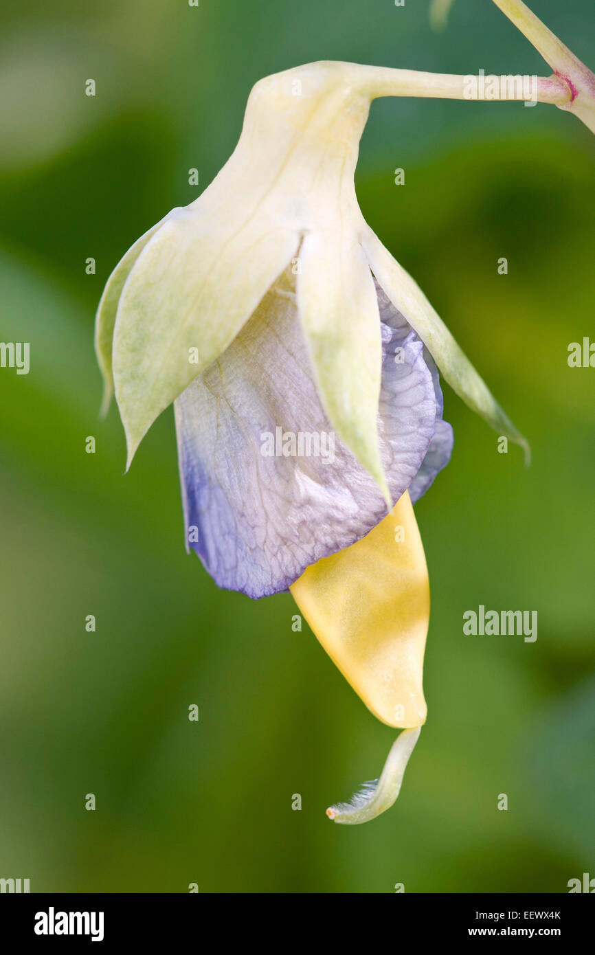 Fiore di pisello con giovani Pod - Formazione di Pisum sativum " Golden dolce' taccole Foto Stock