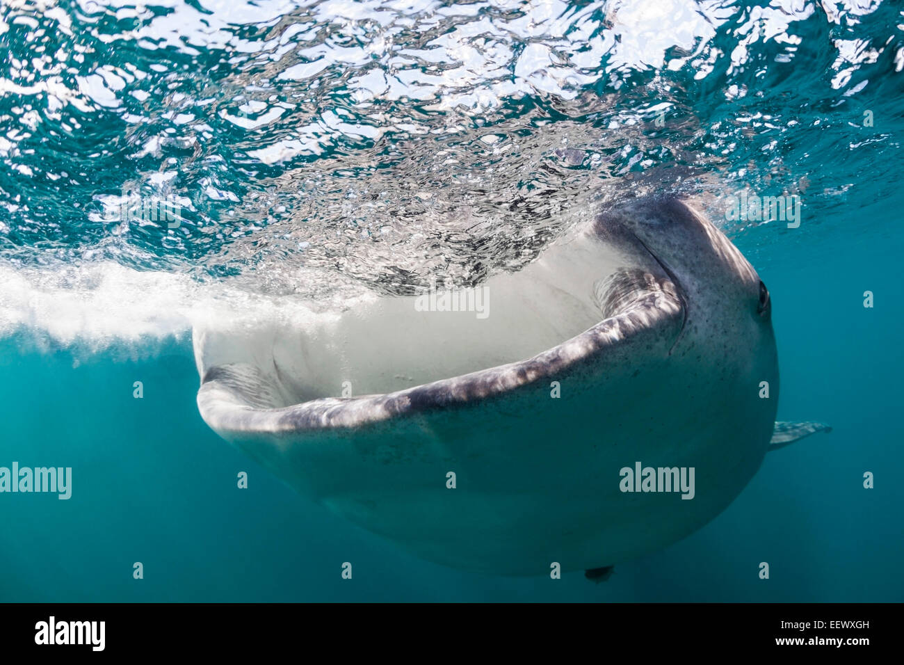 Squalo Balena, Rhincodon typus, Triton Bay, Papua occidentale, in Indonesia Foto Stock