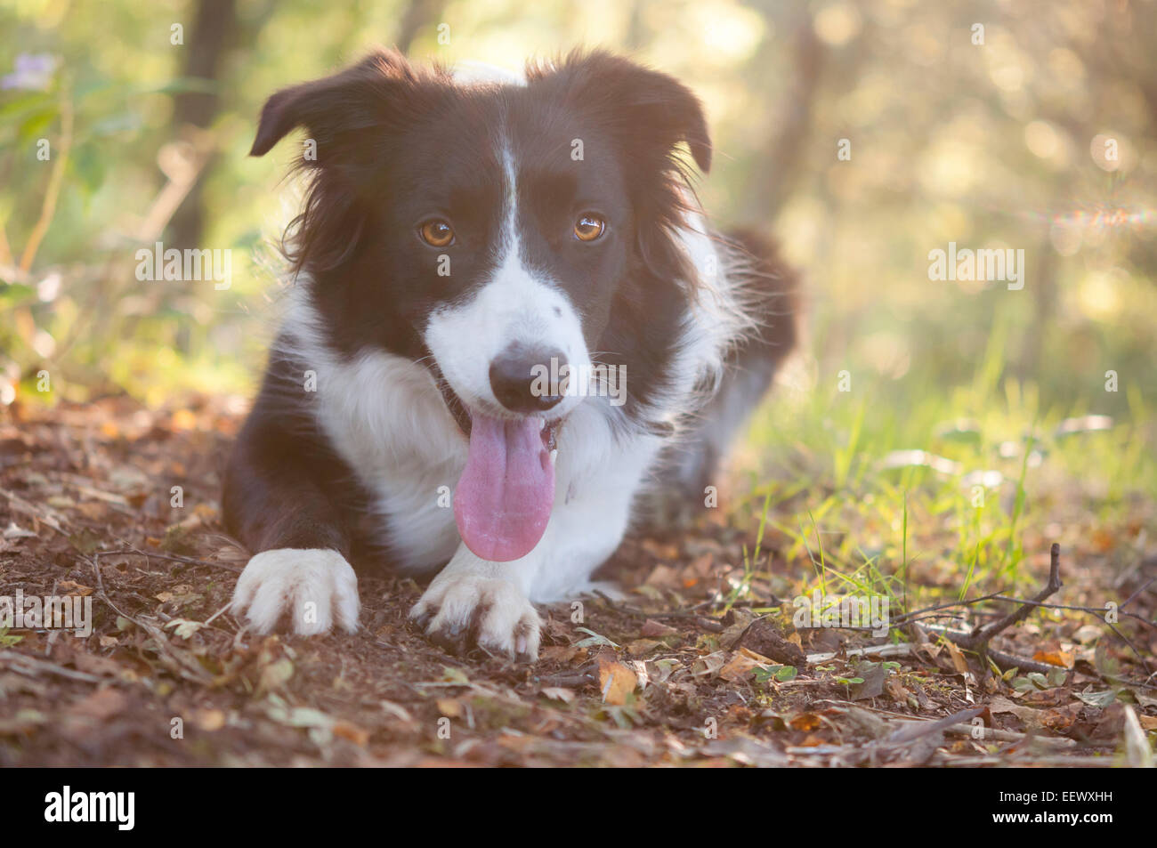 Carino e bellissimo Border Collie nella luce morbida di sera. Giacente in un bosco inglese rivolto verso la telecamera. Foto Stock