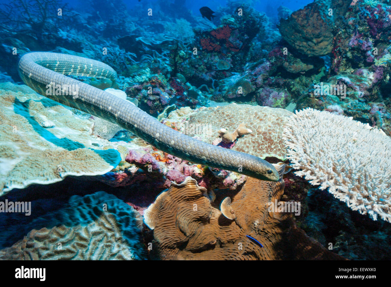 Mare cinese serpente Laticauda semifasciata, Kai, ISOLE MOLUCCHE, INDONESIA Foto Stock