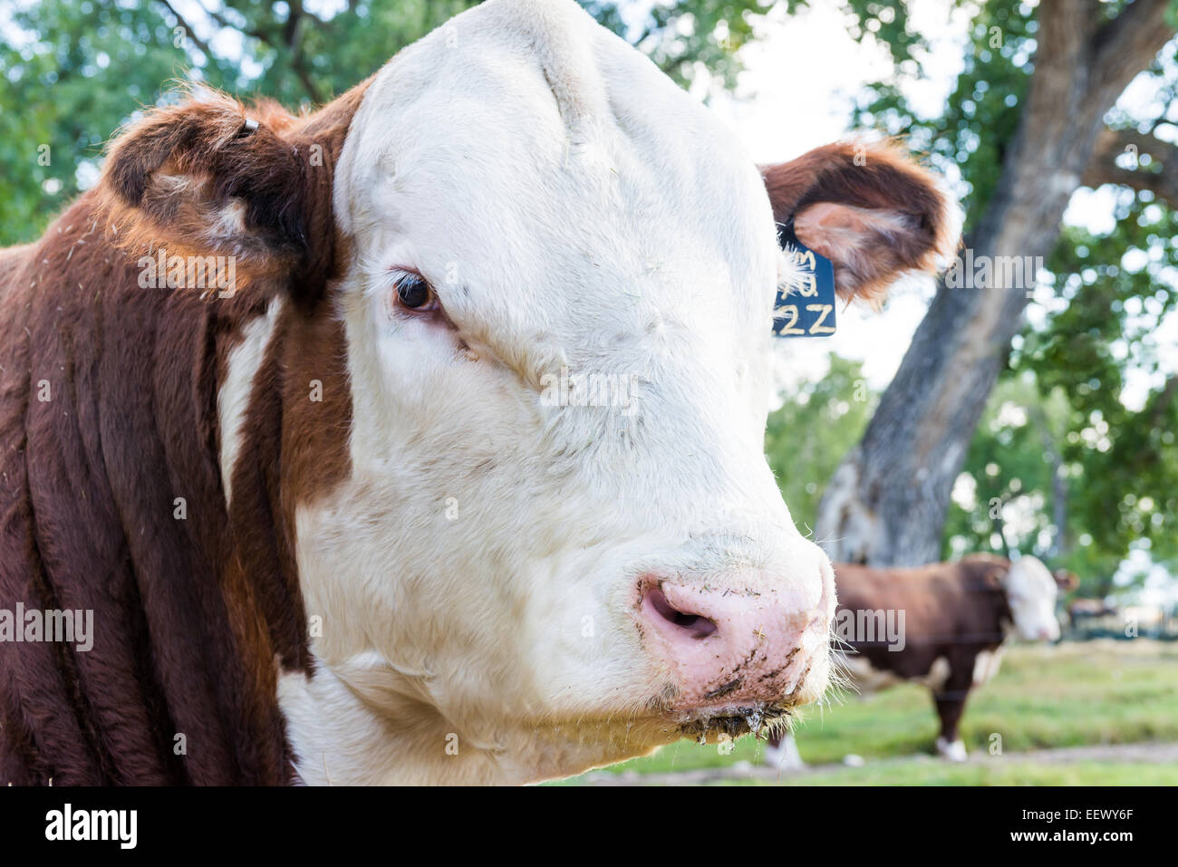 Semental Hereford bull o sterzare su un ranch, Wyoming US Foto Stock