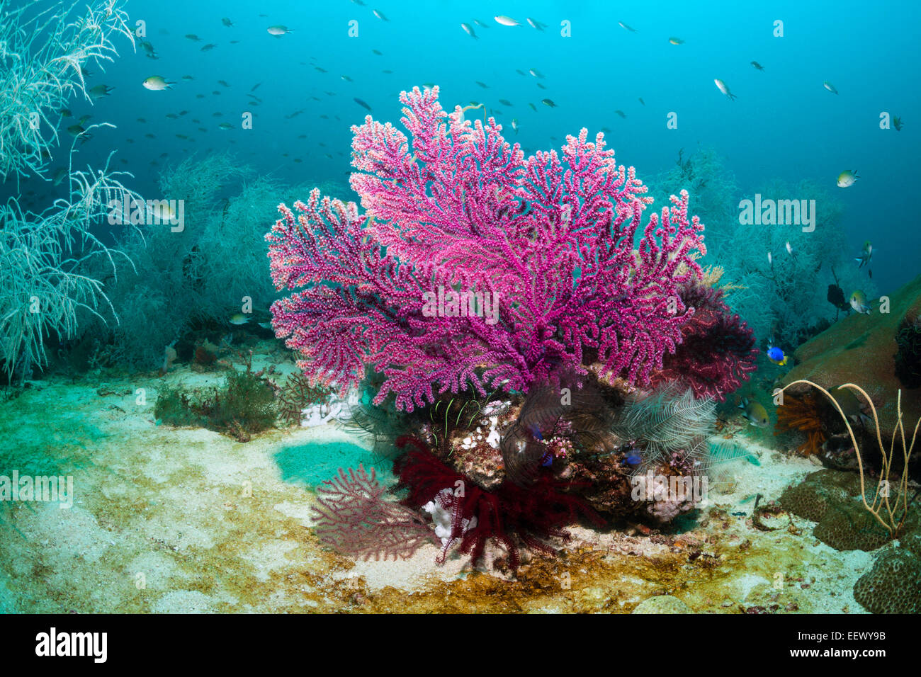 Seafan rosso, Echinogorgia noumea, Triton Bay, Papua occidentale, in Indonesia Foto Stock