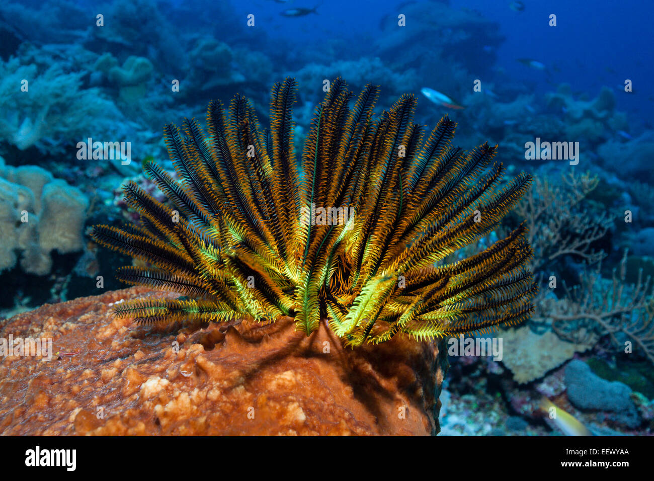 Crinoide su Coral, Crinoidea, Tanimbar, ISOLE MOLUCCHE, INDONESIA Foto Stock