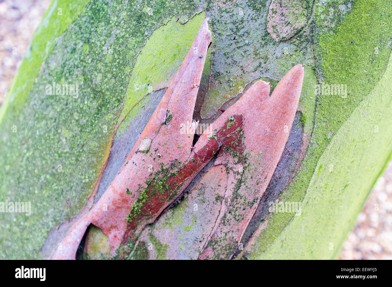 Eucalipto tronco di albero e la corteccia Foto Stock