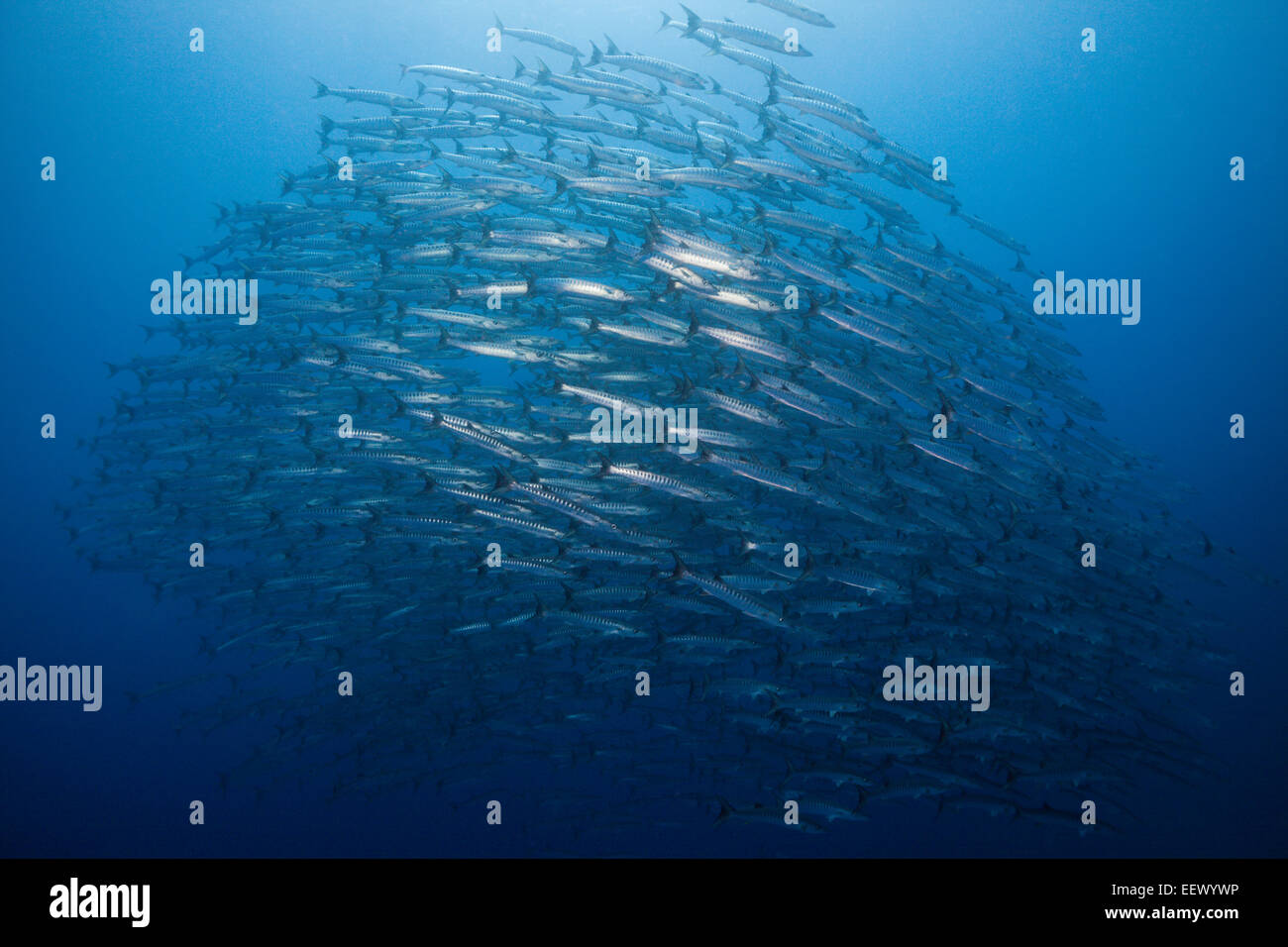 Secca di Blackfin Barracuda, Sphyraena quenie, Tanimbar, ISOLE MOLUCCHE, INDONESIA Foto Stock