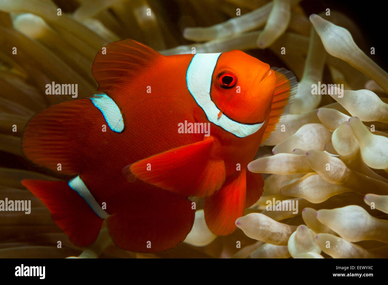 Spinecheek Clownfish, Premnas aculeatus, AMBON, ISOLE MOLUCCHE, INDONESIA Foto Stock