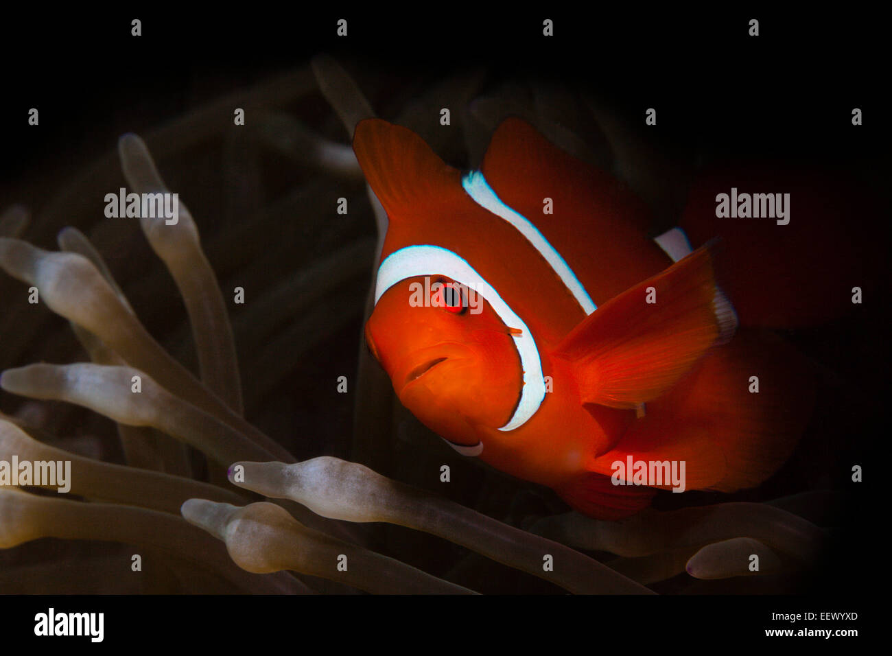 Spinecheek Clownfish, Premnas aculeatus, AMBON, ISOLE MOLUCCHE, INDONESIA Foto Stock
