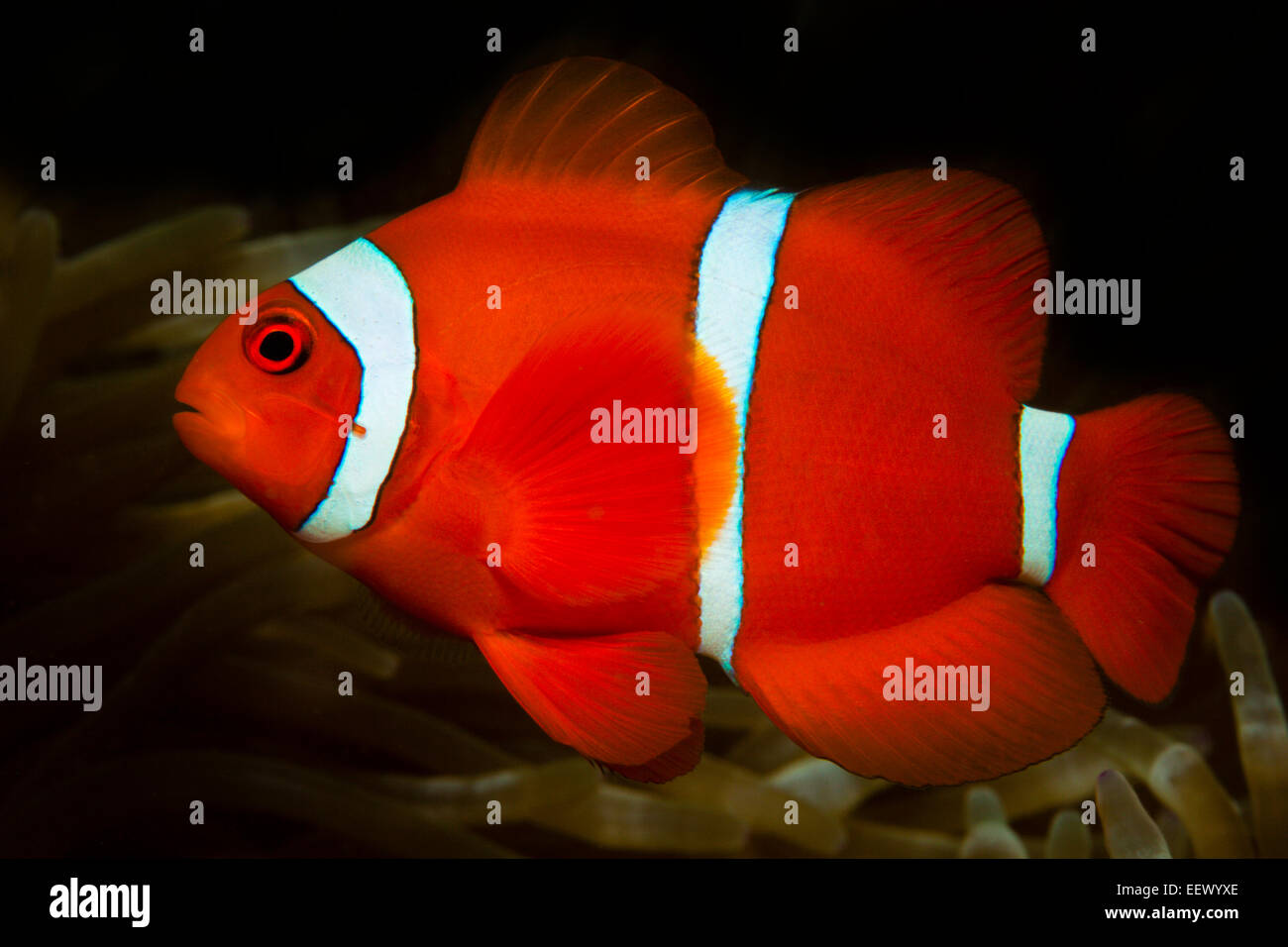 Spinecheek Clownfish, Premnas aculeatus, AMBON, ISOLE MOLUCCHE, INDONESIA Foto Stock