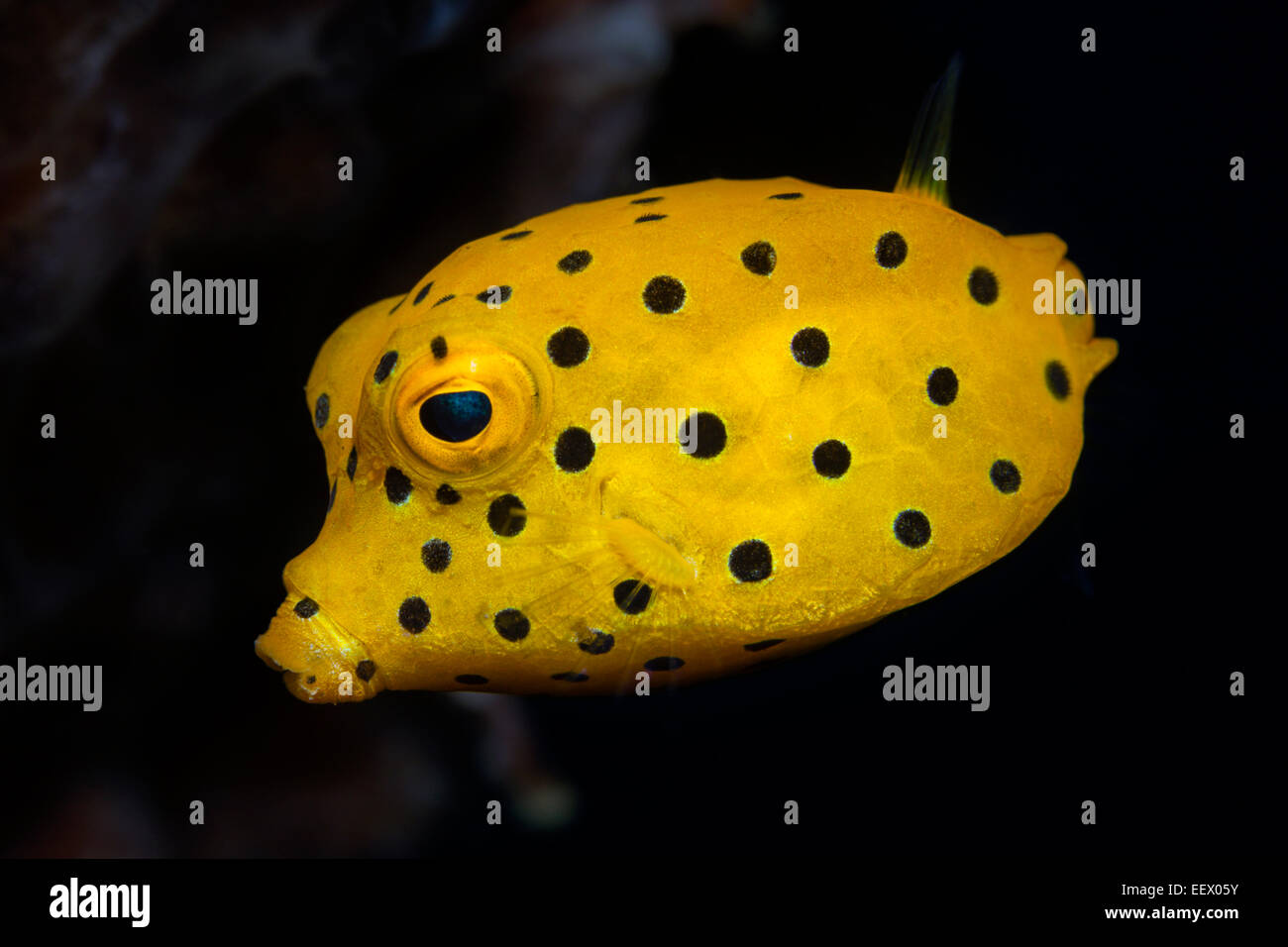 I capretti Boxfish giallo, Ostracion cubicus, AMBON, ISOLE MOLUCCHE, INDONESIA Foto Stock