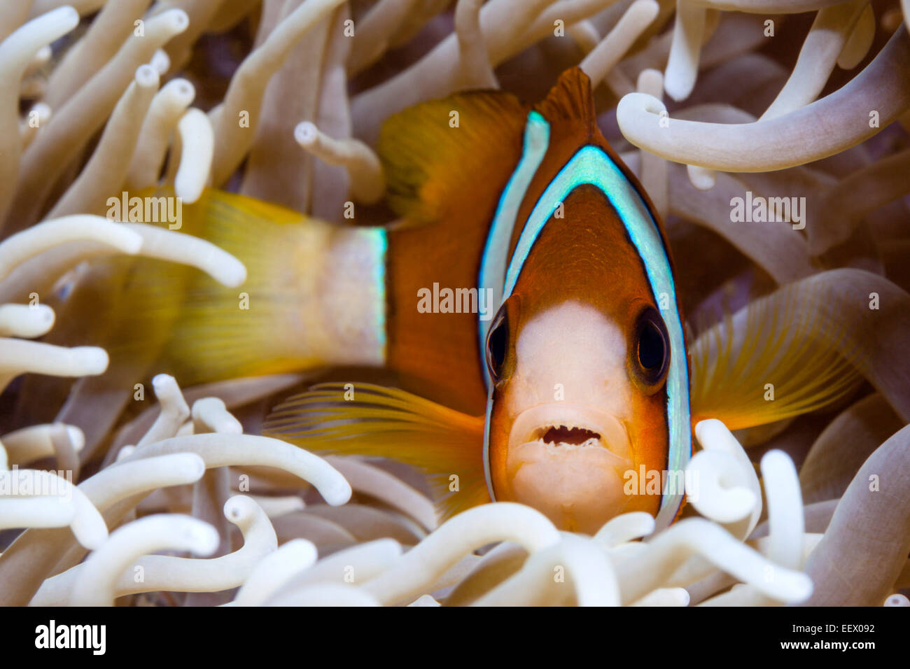 Clarks Anemonefish, Amphiprion clarkii, AMBON, ISOLE MOLUCCHE, INDONESIA Foto Stock