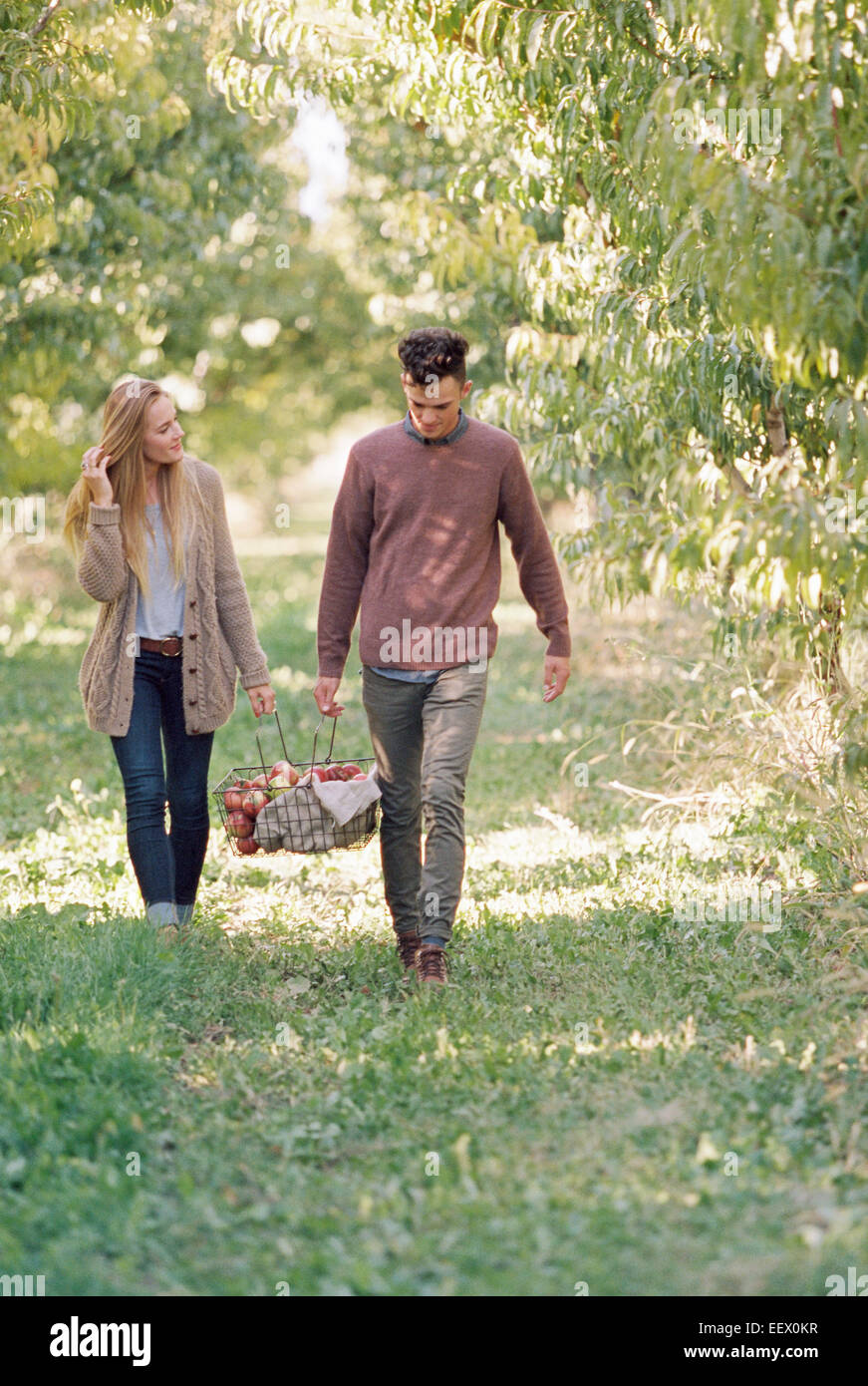 Apple Orchard. Matura portante un cesto di mele. Foto Stock