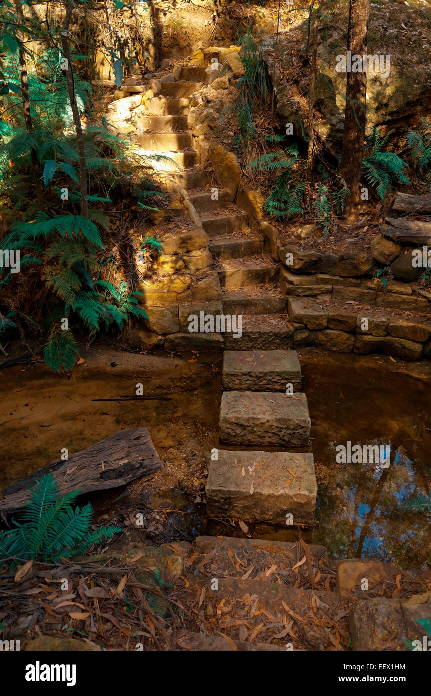 Un percorso fatto di gradini in pietra conduce oltre un flusso nelle Blue Mountains in Australia. Foto Stock
