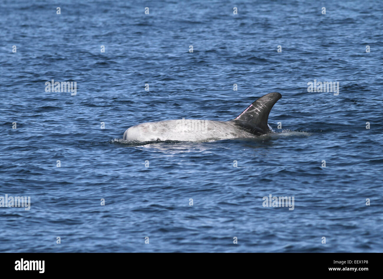 Risso Dolphin - Grampus griseus Foto Stock