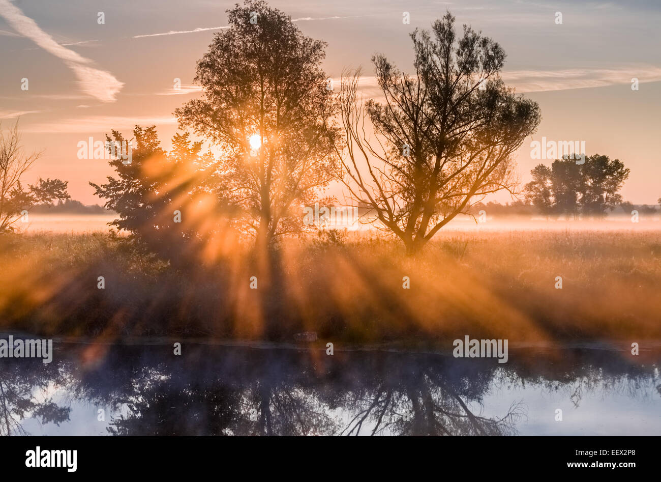 Raggi di sole di mattina il filtraggio attraverso la struttura ad albero e la nebbia Foto Stock