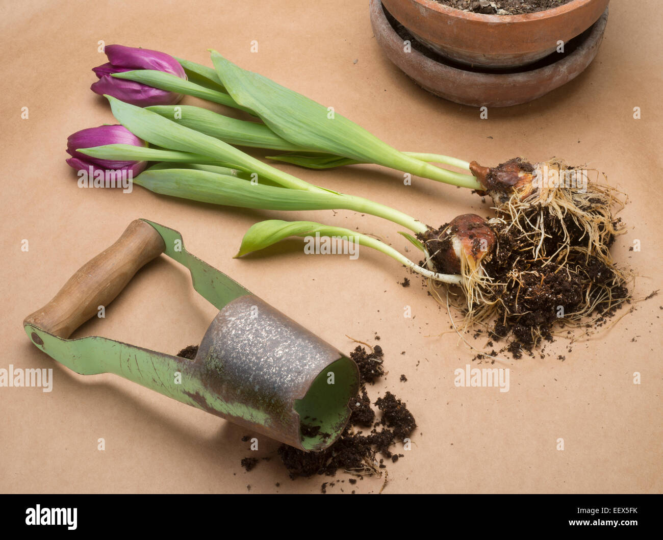 tulipano di impianto Foto Stock