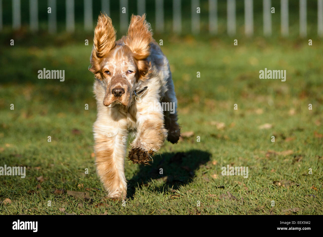 (Di Lavoro) Cocker Spaniel in esecuzione Foto Stock