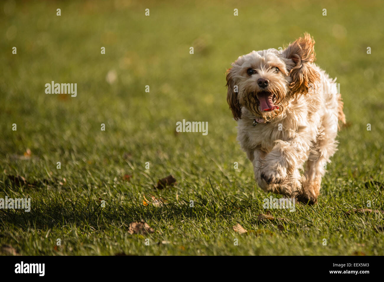 Cavapoo cane in esecuzione Foto Stock