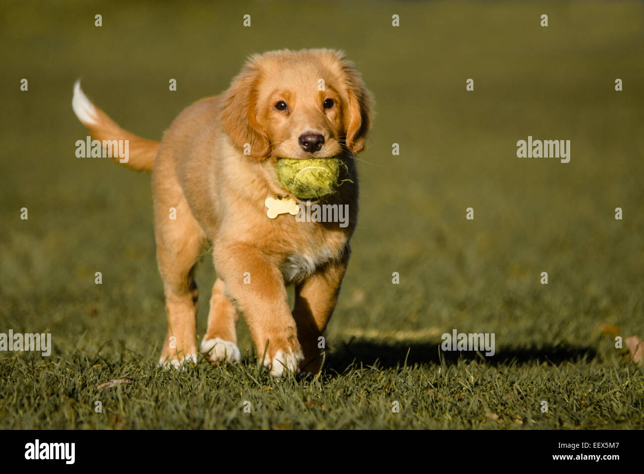 Nova Scotia Duck Tolling Retriever cucciolo con sfera Foto Stock