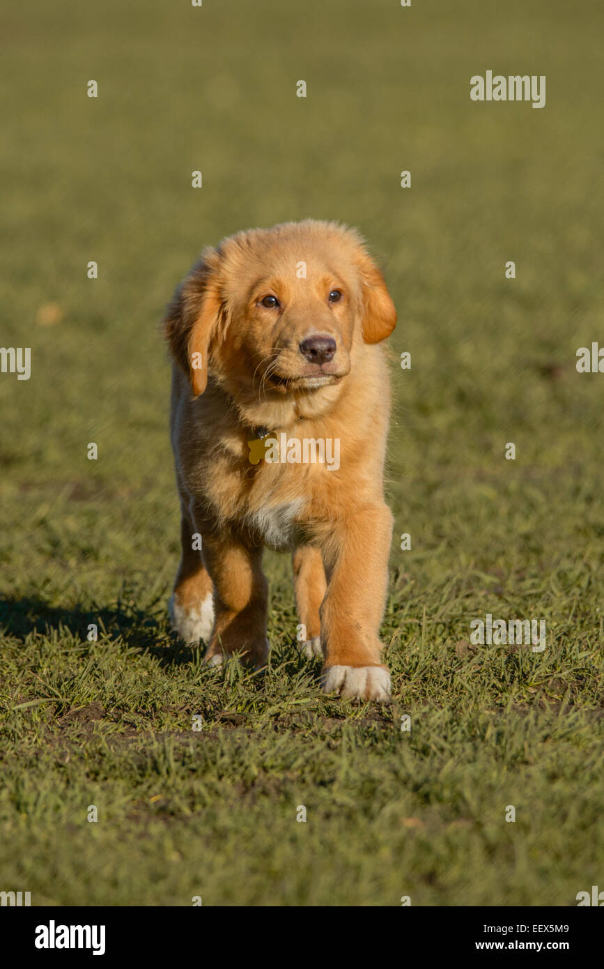 Nova Scotia Duck Tolling Retriever cucciolo - "Davvero? Devo?". Foto Stock