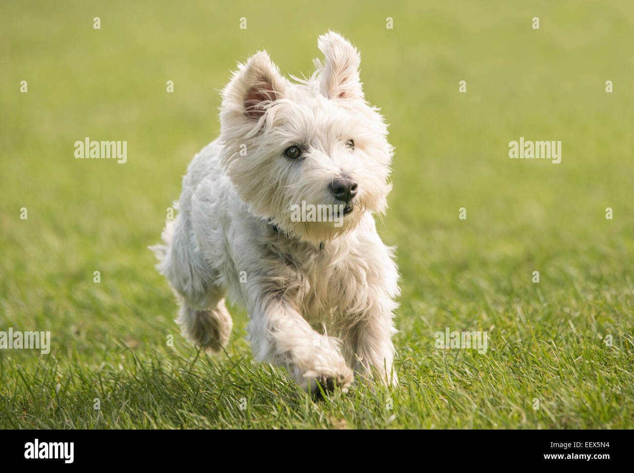 West Highland White Terrier - Westie Foto Stock