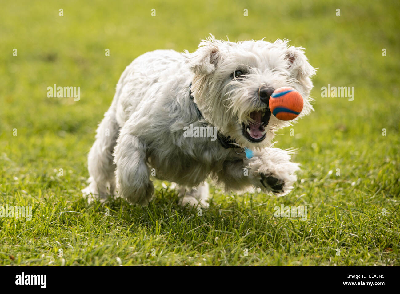 West Highland White Terrier - Westie con sfera - "quasi preso la mamma!" Foto Stock